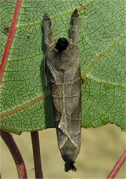 larve di lepidottero defoliatore: Clostera anastomosis